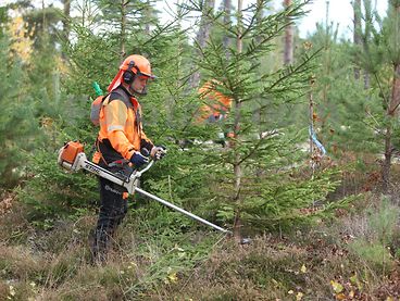 Vi kan hjälpa till med olika former av skogsröjning. Ta kontakt med Tor-Björn måndag-fredag kl 08-12 på nr 0290-705 54